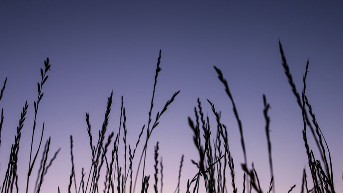 Weizenähren im Sonnenuntergangslicht