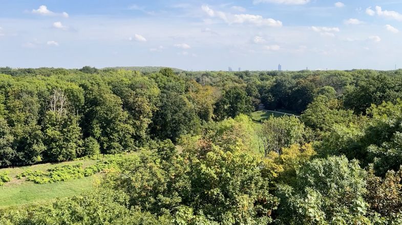 Leipziger Auwald, Foto: Universität Leipzig