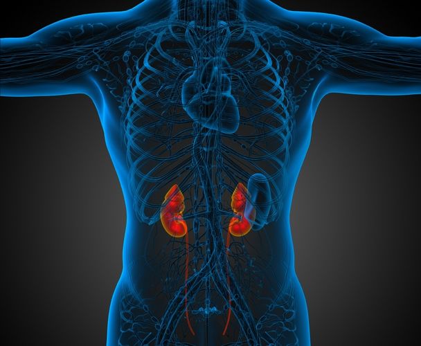 Die Nieren säubern rund 300 Mal pro Tag die etwa sechs Liter Blut im Körper