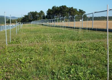 NutNet site at the Jena Experiment in Germany, Photo: Christiane Roscher NutNet site at the Jena Experiment in Germany, Photo: Christiane Roscher