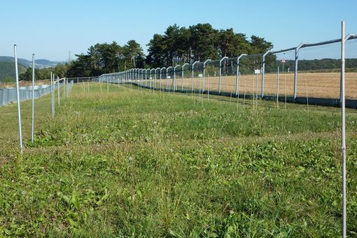 NutNet site at the Jena Experiment in Germany, Photo: Christiane Roscher