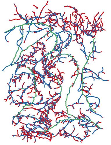 Zur Messung einiger der charakteristischen Wurzelmerkmale werden Wurzeln in einer Schale mit Wasser möglichst gut verteilt und gescannt. Mithilfe verschiedener Programme können Wurzellängen analysiert werden. Wurzeln unterschiedlicher Dicke sind in verschiedenen Farben dargestellt.