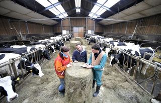 Foto: zwei Männer und eine Frau stehen in einem Kuhstall um einen Strohballen herum und besprechen sich