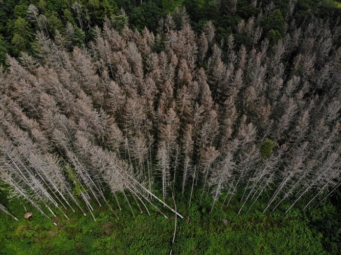 Extreme Dürreperioden können dazu führen, dass Bäume langsamer wachsen, Krankheitserreger leichteres Spiel haben und sogar ganze Waldabschnitte absterben. Foto: Henrik Hartmann, Olaf Knolle/Max-Planck-Institut für Biogeochemie