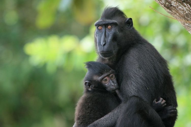 Ein Schopfmakakenweibchen säugt ihr Jungtier im Tangkoko Naturreservat auf Sulawesi (Indonesien).