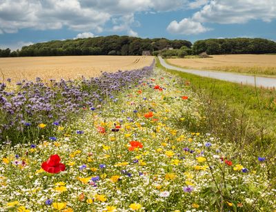 Farbfoto: Landschaftsaufnahme einer bunten Sommerwiese mit Feldern und Wald am Horizont