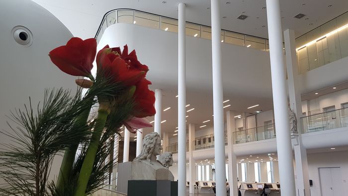 Das Bild zeigt im Vordergrund Amaryllis und Tannenzweige im Foyer des Neuen Augusteums.