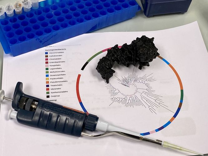 This is what a phylogenetic tree looks like whose origin (middle) goes back two billion years. The tips of the branches each represent the enzyme of a modern organism. Photo: Diana Smikalla