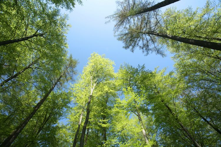 Artenreiche Wälder geben weniger biogene flüchtige organische Verbindungen (BVOCs) in die Atmosphäre abgeben als Monokulturen.
