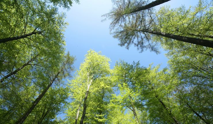 Artenreiche Wälder geben weniger biogene flüchtige organische Verbindungen (BVOCs) in die Atmosphäre abgeben als Monokulturen.