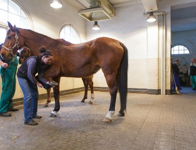Foto: Eine Frau steht neben einem Pferd und kontrolliert dessen Hufe.