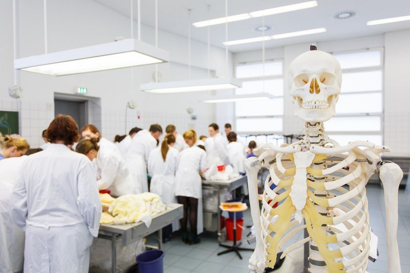 Studierende beim Präparieren. Im Vordergrund des Bildes sieht man ein menschliches Skelett, Foto: Christian Hüller 