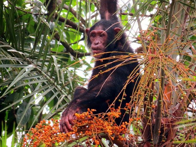 Schimpanse bei der Futtersuche auf einer senegalesischen Dattelpalme.
