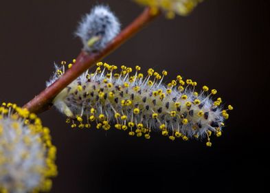 Pollen können auf lokaler Ebene häufigere Niederschläge auslösen. Pollen können auf lokaler Ebene häufigere Niederschläge auslösen.