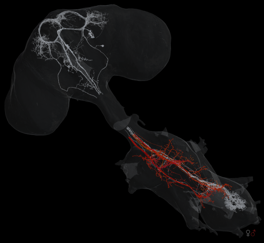 Shown here are neurons that differ between the sexes. The white ones are found only in females, and the red ones only in males. The images of the female and male nerve cords have been superimposed. Photo: Tomke Stürner Uni Cambridge and LMB Cambridge 