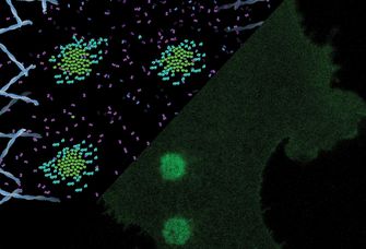 Laserspots aktivieren in einer Matrix sehr kleine synthetische Schlüssel-Schloss-Paare und erzeugen so Rezeptorcluster in der Zellmembran. Diese Liganden-unabhängige Aktivierung löst Kalziumsignale und eine erhöhte Zellbewegung aus.