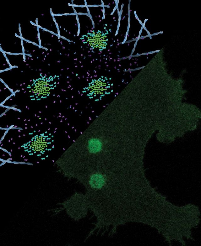 Laserspots aktivieren in einer Matrix sehr kleine synthetische Schlüssel-Schloss-Paare und erzeugen so Rezeptorcluster in der Zellmembran. Diese Liganden-unabhängige Aktivierung löst Kalziumsignale und eine erhöhte Zellbewegung aus.