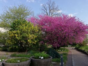 Blick in den botanischen Garten der Universität Leipzig. Im Zentrum stehen zwei Bäume mir gelben und roten Blüten.