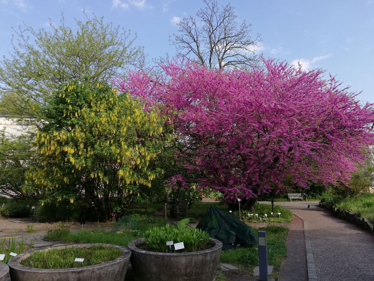zur Vergrößerungsansicht des Bildes: Blick in den botanischen Garten der Universität Leipzig. Im Zentrum stehen zwei Bäume mir gelben und roten Blüten.