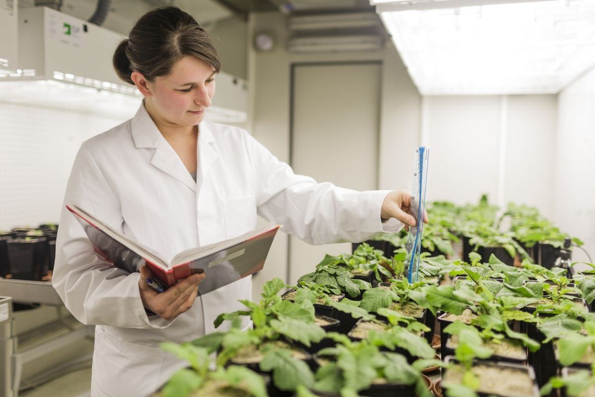 zur Vergrößerungsansicht des Bildes: Eine Frau steht im Labor und kontrolliert mit einem Messgerät biometrische Daten von Pflanzen.