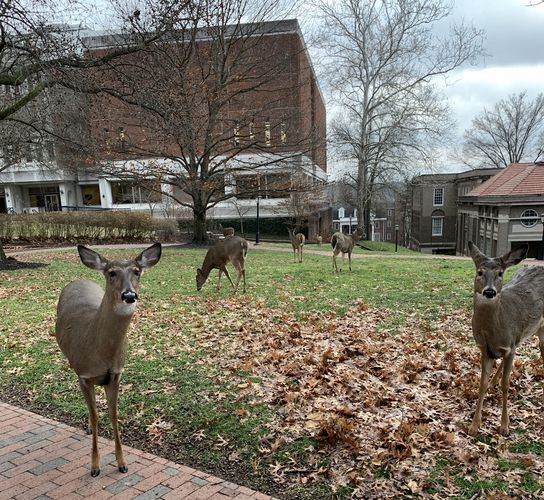Das Bild zeigt Rehe vor der Ohio University Alden Library.