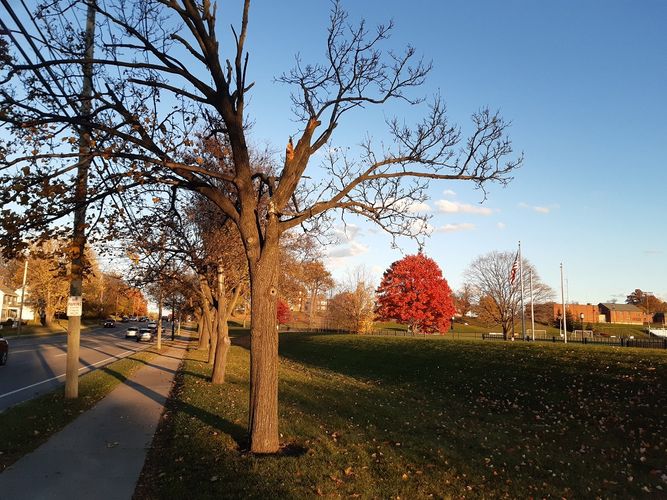 Es ist in der linken Bildhälfte eine Landstraße zu sehen. Im rechten Bildhintergrund befindet sich ein großer Baum mit roten, herbstlichen Blättern.