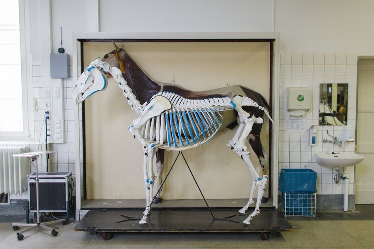 In einem Saal steht ein Skelett eines Pferdes, Foto: Christian Hüller