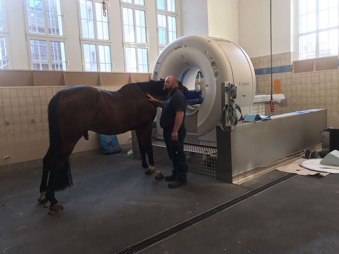 Zu sehen ist ein Pferd, dessen Kopf im CT untersucht wird.