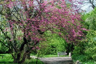 Baum mit pinken Blüten im botanischen Garten der Universität Leipzig