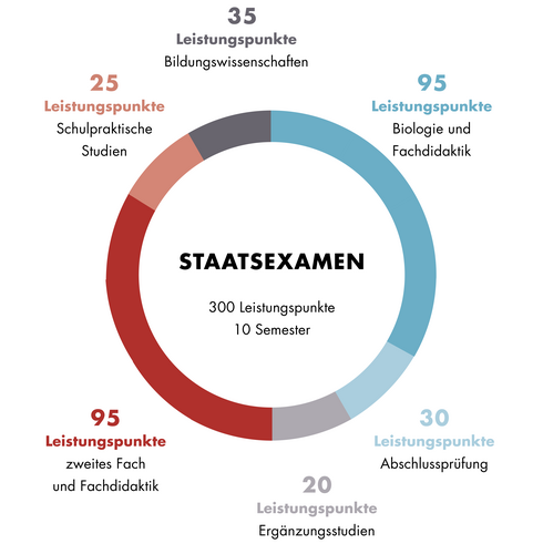 Diese Grafik zeigt den Aufbau des Staatsexamens Lehramt an Gymnasien mit dem Fach Biologie. Der Aufbau ist auch im Textteil beschrieben.