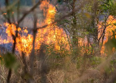 Waldbrand Zu sehen ist ein brennender Wald