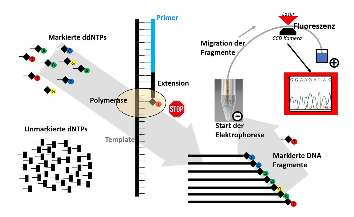 zur Vergrößerungsansicht des Bildes: Das Bild zeigt im linken Teil die Abfolge der Reaktionen nach Sanger. Im rechten Teil befindet sich die schematische Darstellung der Größenauftrennung der Reaktionsprodukte (einzelsträngige, Fluoreszenz-markierte DNA Fragmente, gestaffelter Länge) durch Elektrophorese sowie deren Detektion nach Laseranregung. Grafik: Core Unit DNA