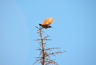 Forschende fordern einen neuen Aufbruch im internationalen Bem&uuml;hen zum Schutz der Biodiversit&auml;t. Das Foto zeigt einen startenden amerikanischen Goldspecht (<em>Colaptes auratus </em>L.).