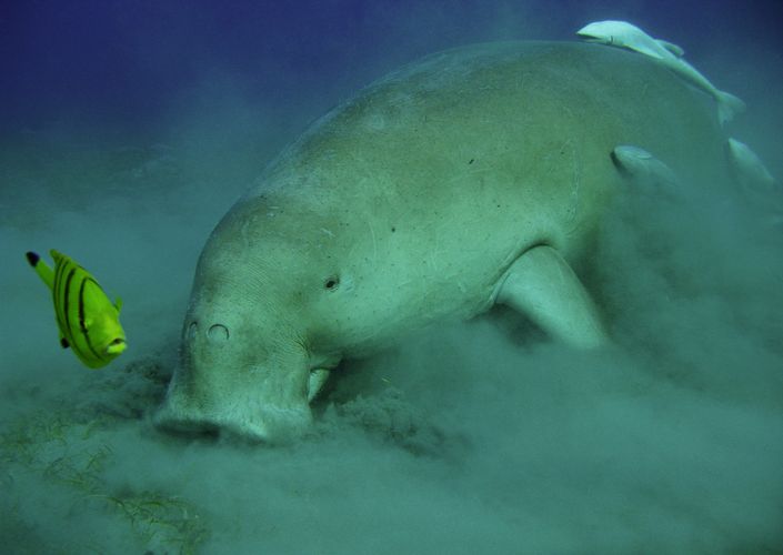 Today, sea cows are only found in tropical waters.