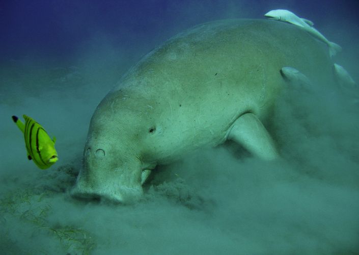 Today, sea cows are only found in tropical waters.