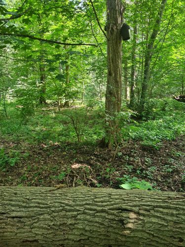 Der Fundort des seltenen Insekts im Naturschutzgebiet Burgaue (Leipziger Auwald, Sachsen).