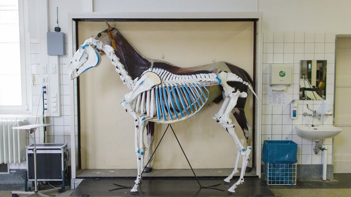 Skelett eines Pferds
