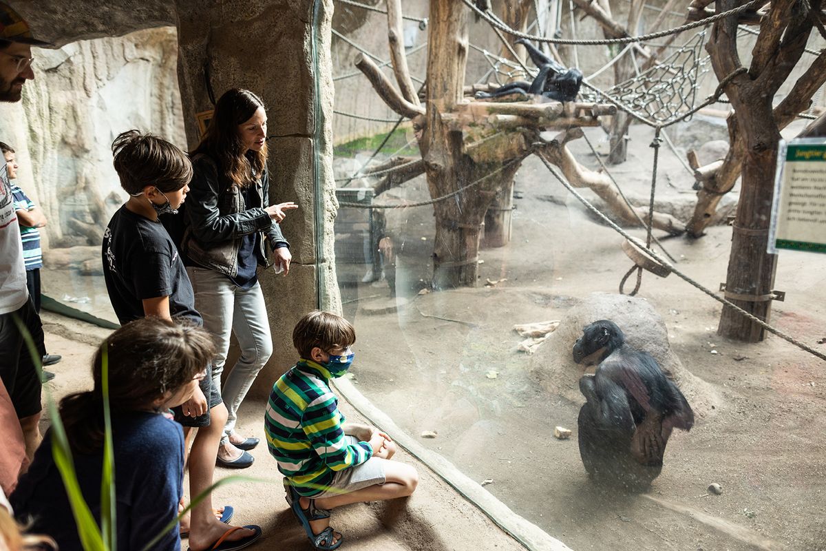 zur Vergrößerungsansicht des Bildes: Children look at monkeys behind glass