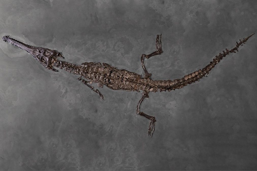 zur Vergrößerungsansicht des Bildes: Meeresekrokodil Steneosaurus bollensis, Jura (Holzmaden), Foto: Dr. S. Krüger