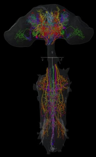 The images show example neurons from the study. Each colour represents a cell identified in the female brain, in the female (bottom left) and male (bottom right) nerve cord. Photo: Tomke Stürner/Uni Cambridge and LMB Cambridge 