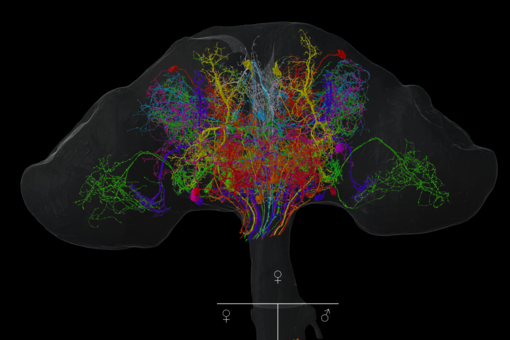 The images show example neurons from the study. Each colour represents a cell identified in the female brain, in the female (bottom left) and male (bottom right) nerve cord. Photo: Tomke Stürner/Uni Cambridge and LMB Cambridge 