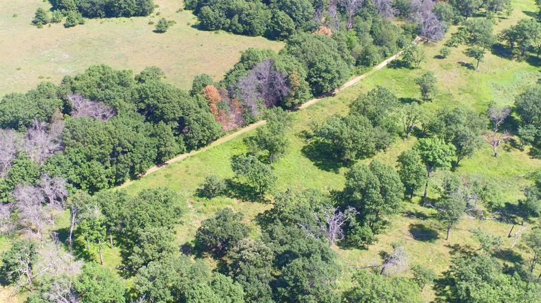 Grasland in Cedar Creek, Minnesota (USA): eines der ältesten ehemaligen Felder oben links sowie Reste einer Grassteppe unten rechts. 