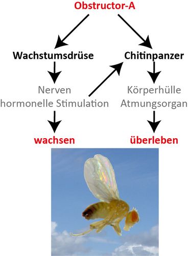 Das Zelloberflächenprotein Obstructor-A bestimmt Größe und Überlebenschance von Insekten über zwei Wege: Einerseits treibt es das Nervenwachstum zur Stimulation von Wachstumshormonen in Drüsenzellen voran, andererseits treibt es den Aufbau des Chitinpanzers voran. Unten ist eine adulte Drosophila zu sehen.