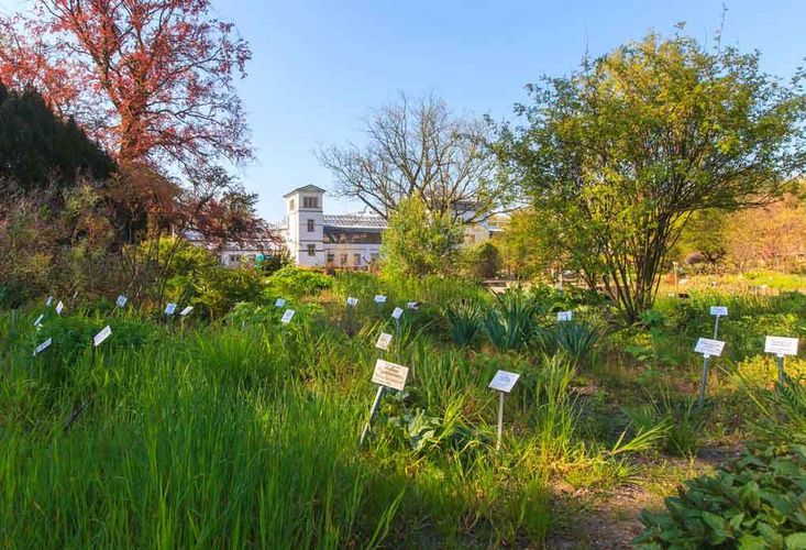 Leipzig beherbergt den ältesten Botanischen Garten Deutschlands. Auf nur drei Hektar Fläche wachsen hier rund 6500 von 351.180 Pflanzenarten weltweit. Foto: Swen Reichhold