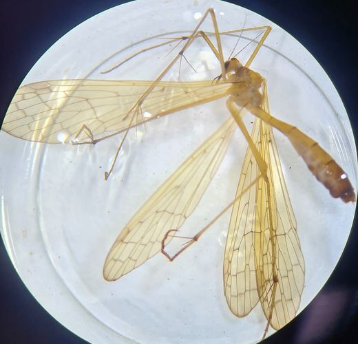 Dieser extrem seltene Mückenhaft ging den Forschenden und Studierenden bei einer Auwaldexkursion ins Netz.