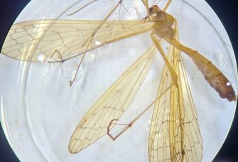 Dieser extrem seltene Mückenhaft ging den Forschenden und Studierenden bei einer Auwaldexkursion ins Netz.
