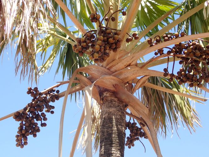 Krone und Früchte der Bismarckia nobilis, einer endemischen Palme Madagaskars mit unbekannten Zerstreuern im westlichen Teil der Insel. Die Menschen in Madagaskar verwenden diese Palmenart zum Bauen, meistens zum Herstellen von Dächern mit ihren Blättern.