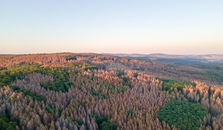 Farbfoto: Vogelperspektive auf einen Mischwald mit vielen vertrockneten und kahlen Bäumen zwischen einzelnen grünen Bäumen.