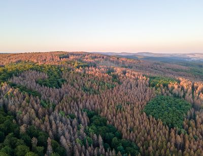 Farbfoto: Vogelperspektive auf einen Mischwald mit vielen vertrockneten und kahlen Bäumen zwischen einzelnen grünen Bäumen.