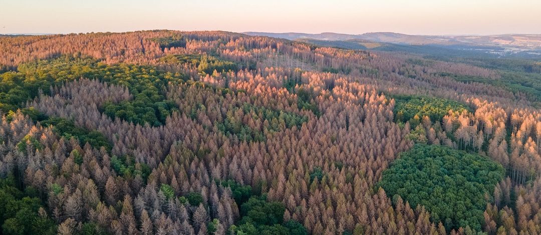 Farbfoto: Vogelperspektive auf einen Mischwald mit vielen vertrockneten und kahlen Bäumen zwischen einzelnen grünen Bäumen.